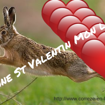 Bonne St Valentin Mon lapin